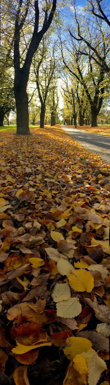 Autumn leaves fallen on tree