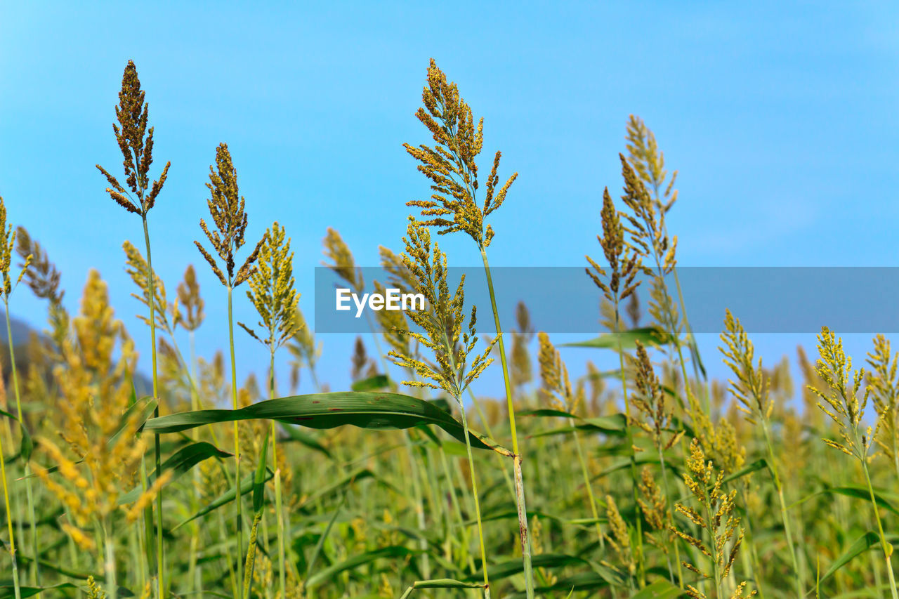 Close-up of stalks in field against blue sky