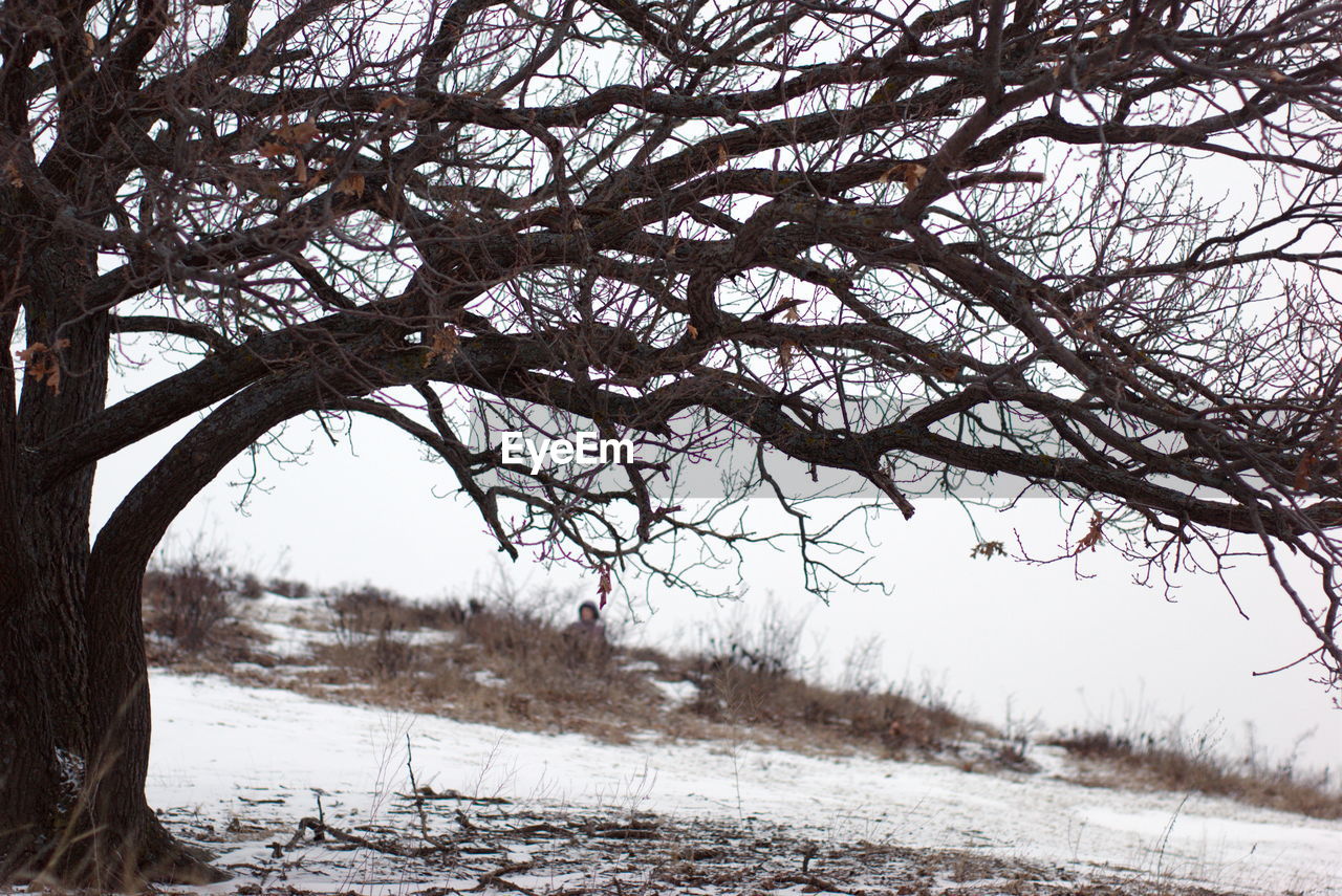 Bare trees on snow covered landscape