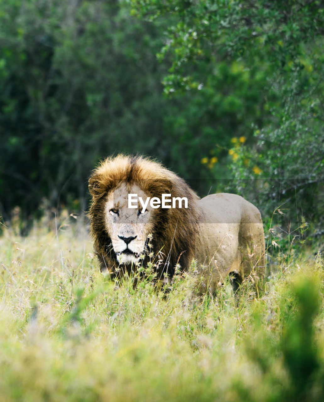 Lion relaxing on field