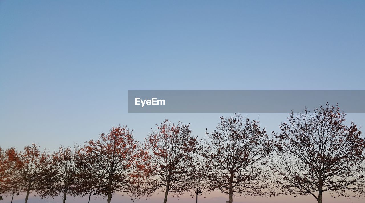 LOW ANGLE VIEW OF TREE AGAINST SKY