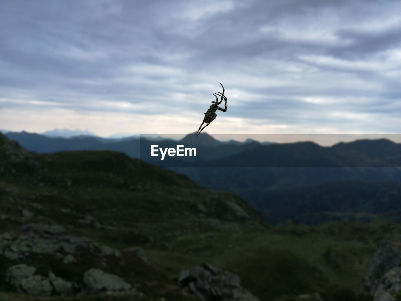 BIRD FLYING OVER MOUNTAINS