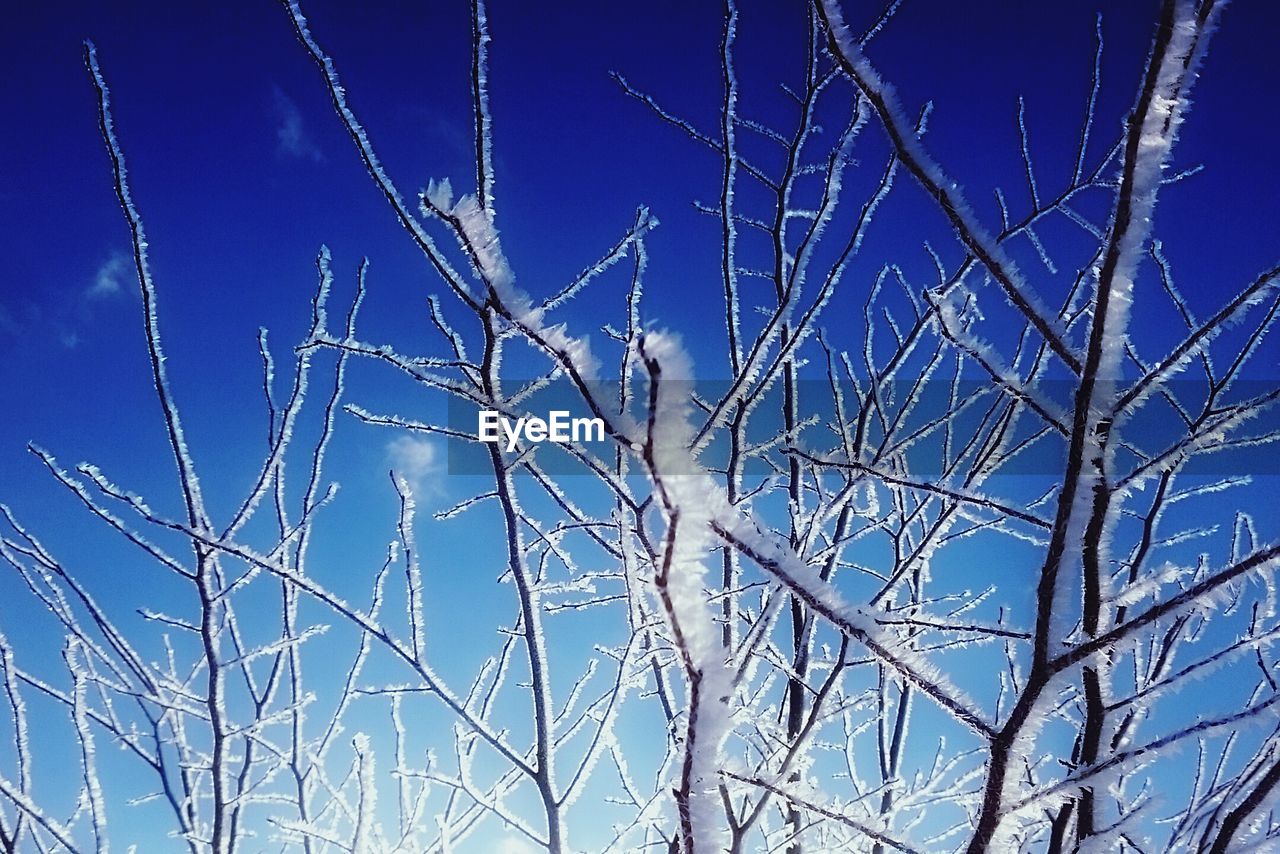 LOW ANGLE VIEW OF BARE TREE AGAINST SKY