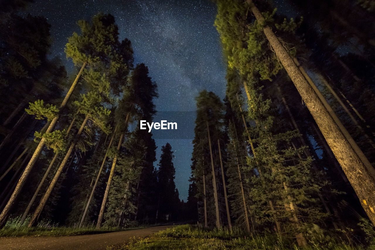 Low angle view of trees in forest against sky at night