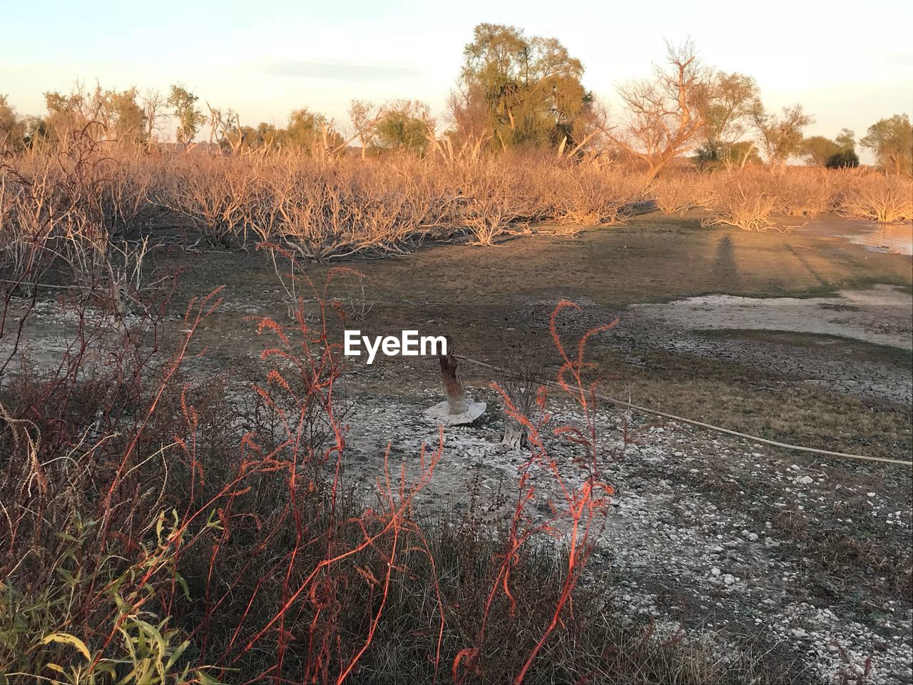 SCENIC VIEW OF BARE TREES IN WATER