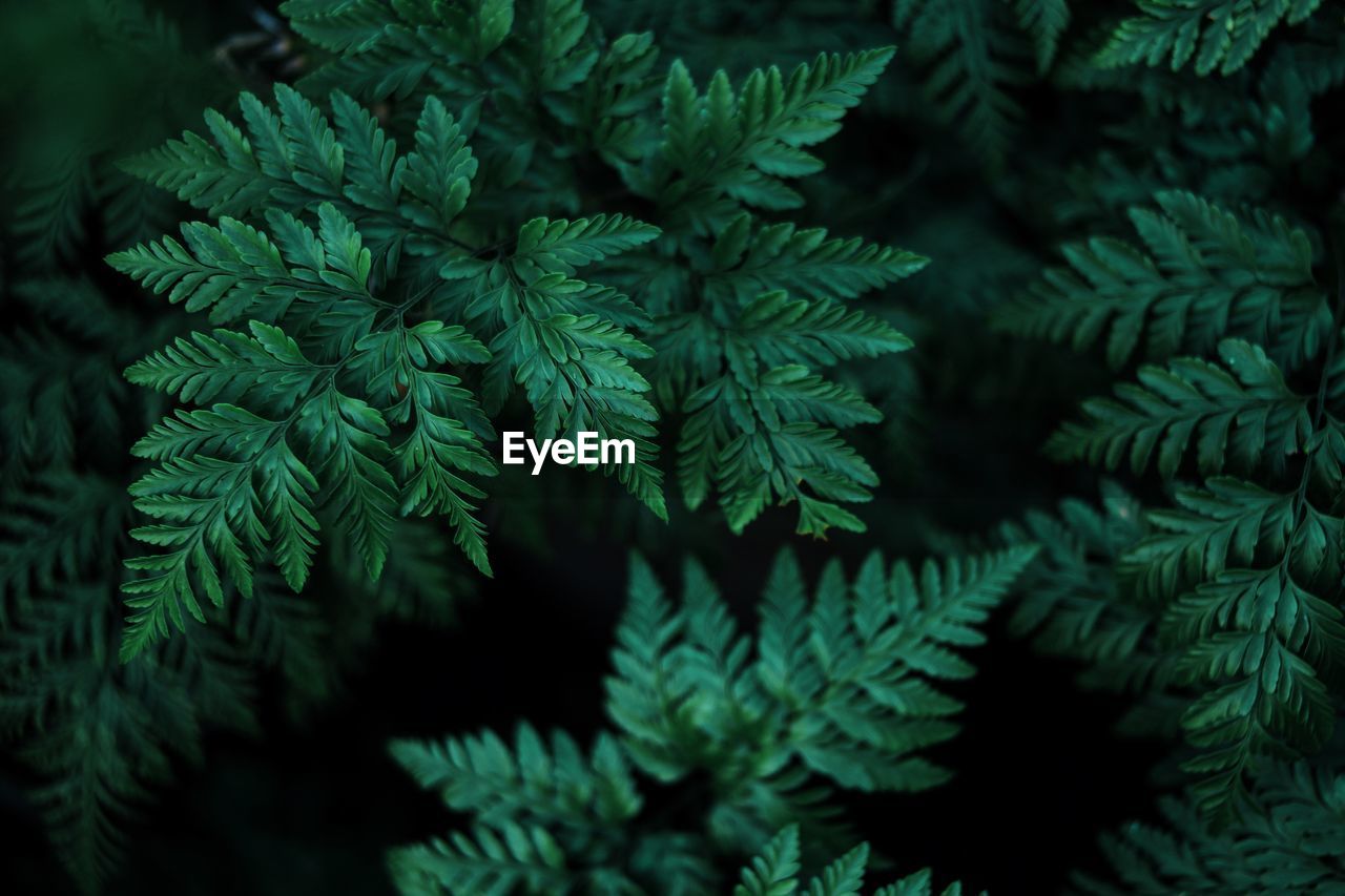 Directly above shot of plants growing in yard