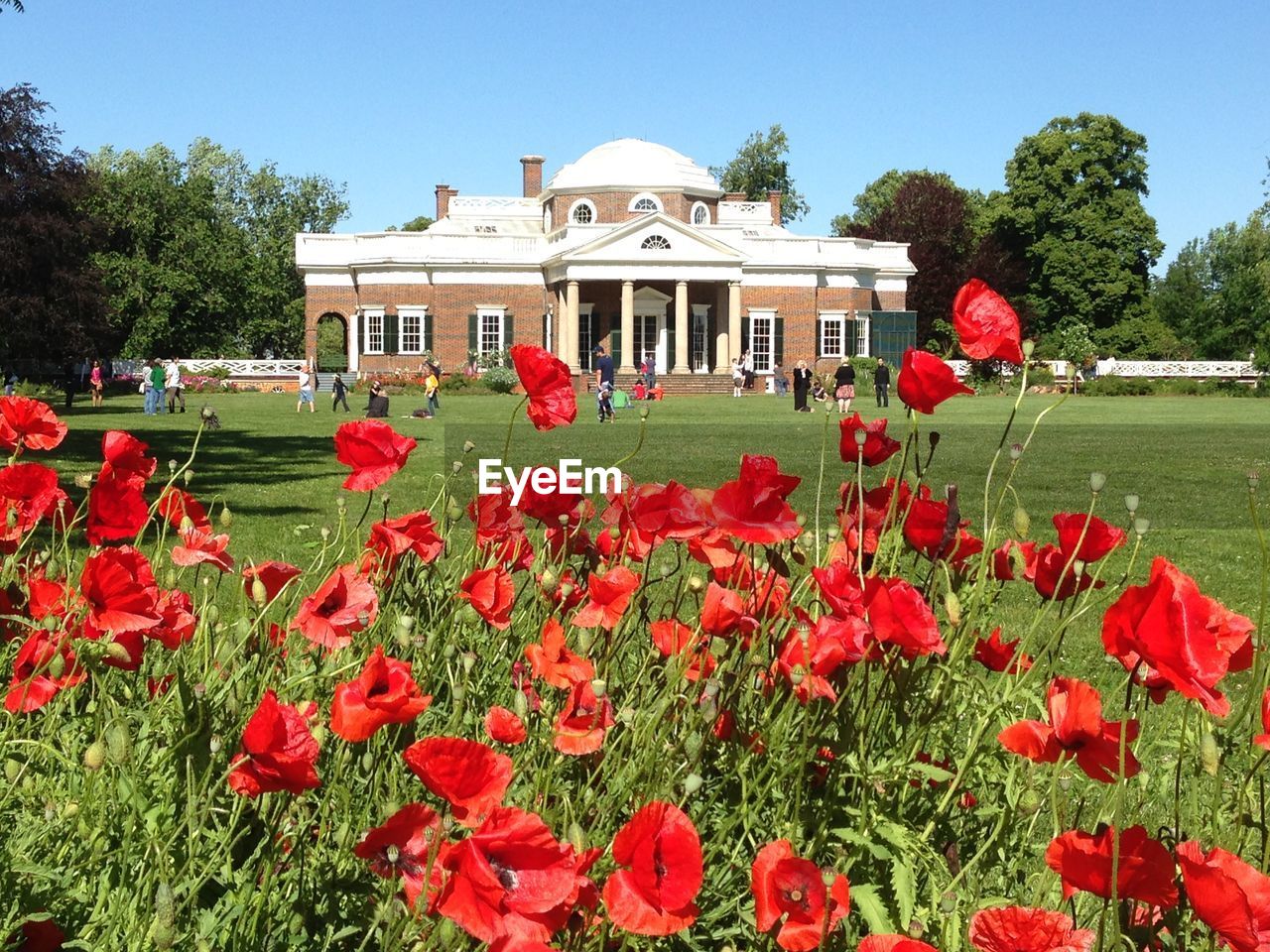 Red flowers in garden