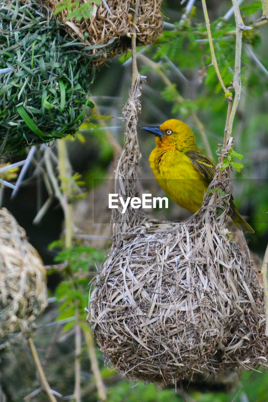 Yellow bird on nest