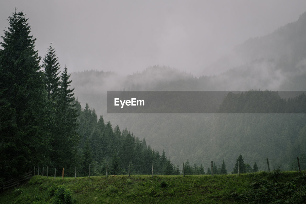 Scenic view of forest against sky