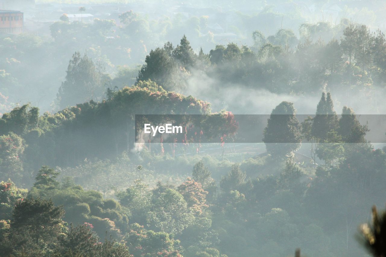 Trees in forest against sky