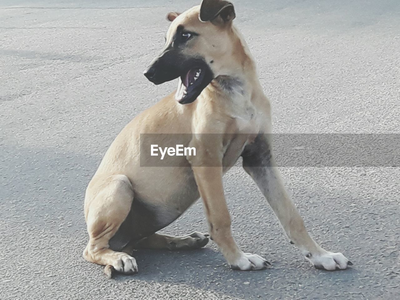 CLOSE-UP OF DOG SITTING ON FLOOR