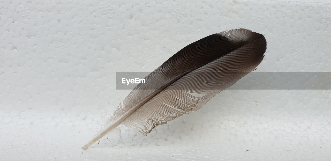 HIGH ANGLE VIEW OF FEATHER AGAINST WHITE BACKGROUND