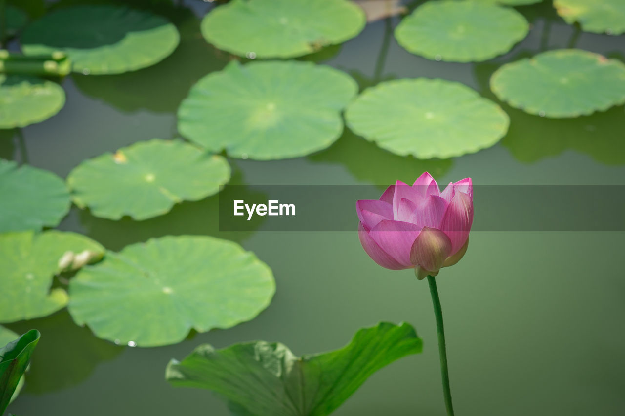 Close-up of lotus water lily in pond