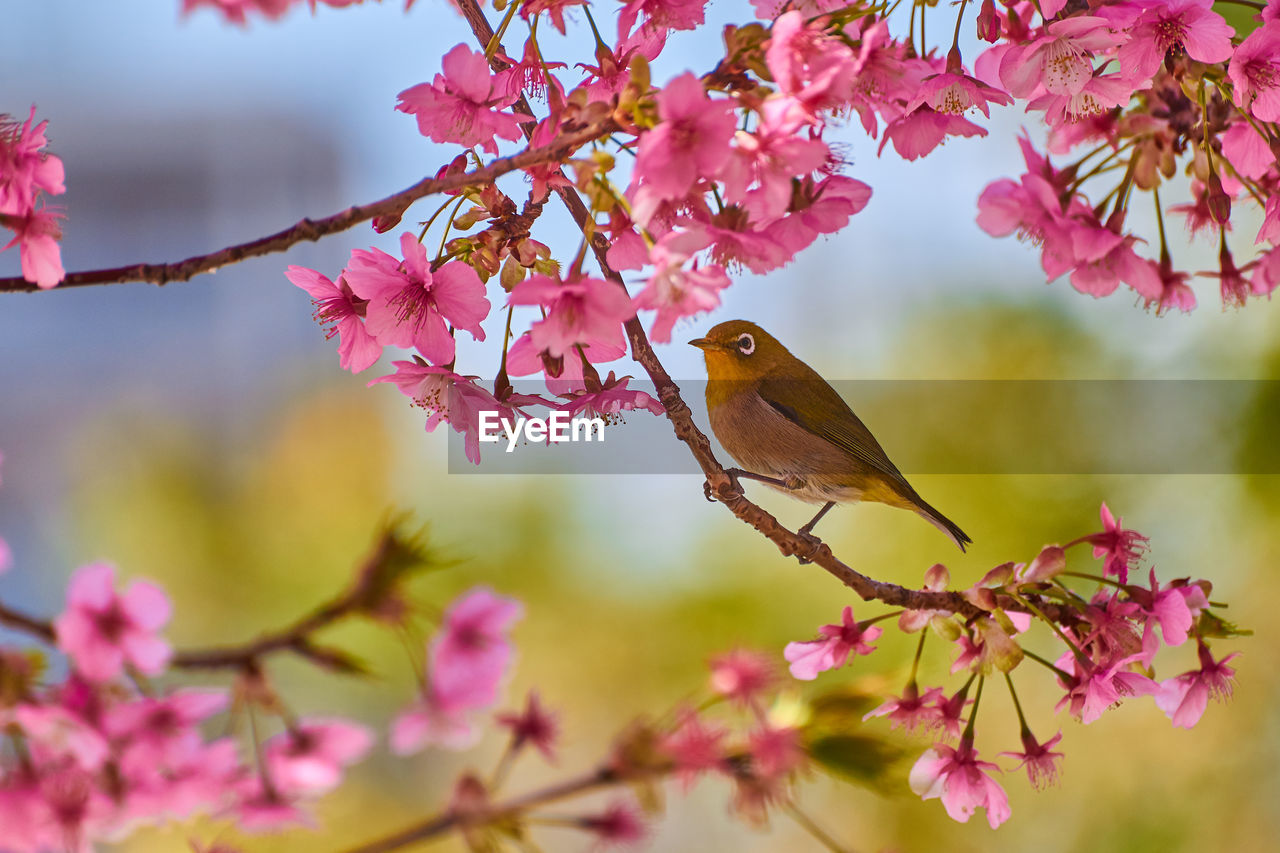 CLOSE-UP OF CHERRY BLOSSOM