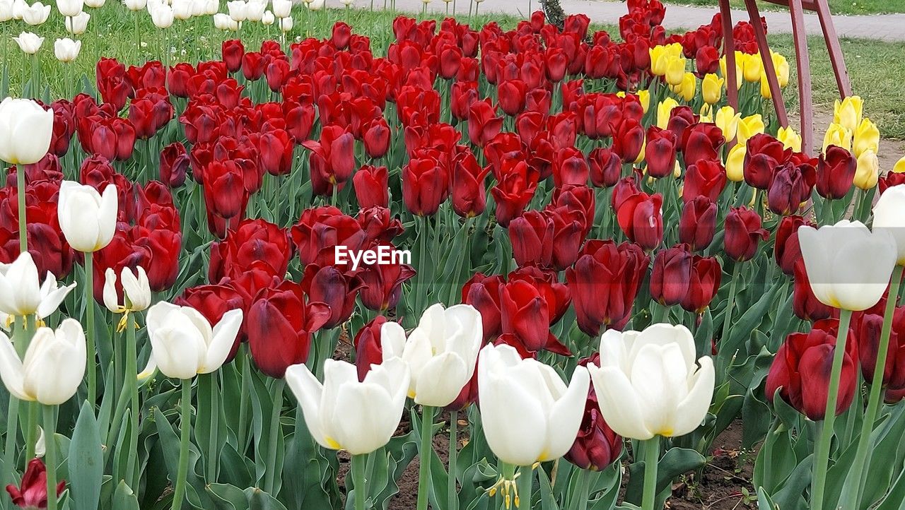 flower, plant, flowering plant, tulip, beauty in nature, freshness, fragility, petal, nature, flower head, red, inflorescence, growth, close-up, no people, springtime, day, field, multi colored, outdoors, flowerbed, land, botany, leaf, white, green, plant part, plant stem, abundance, plant bulb