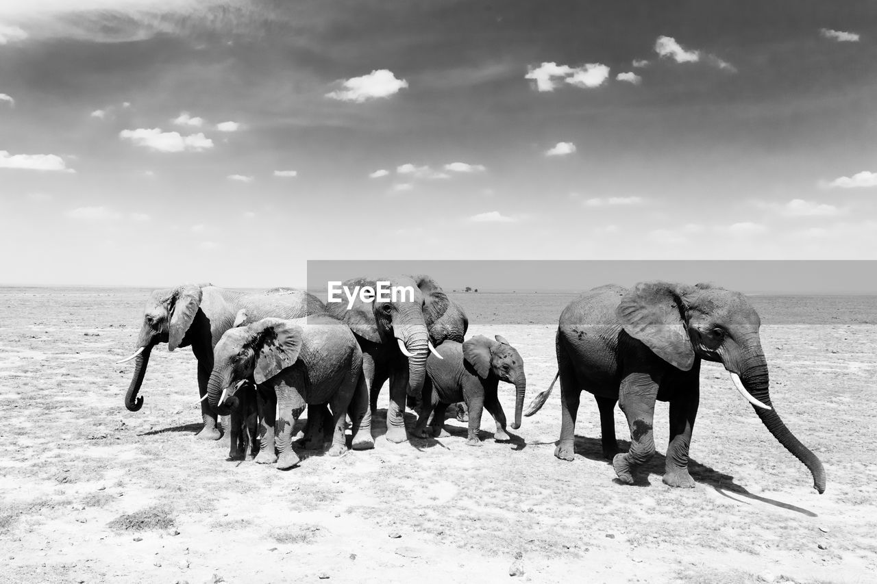 ELEPHANT WALKING IN A TOWN