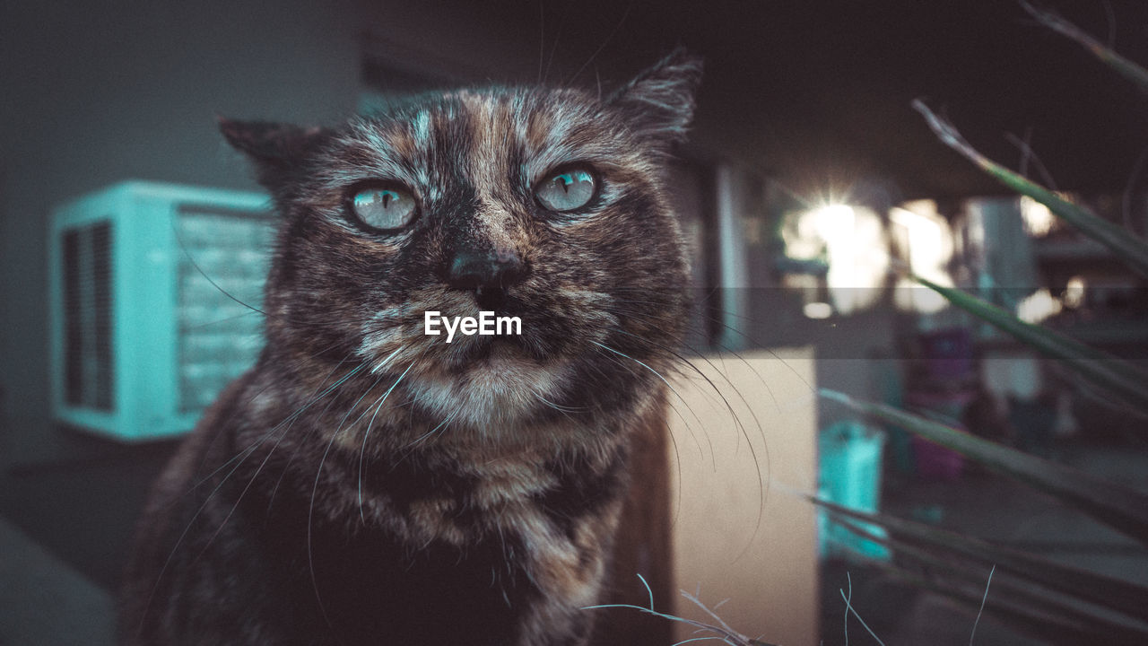 PORTRAIT OF CAT SEEN THROUGH OPEN