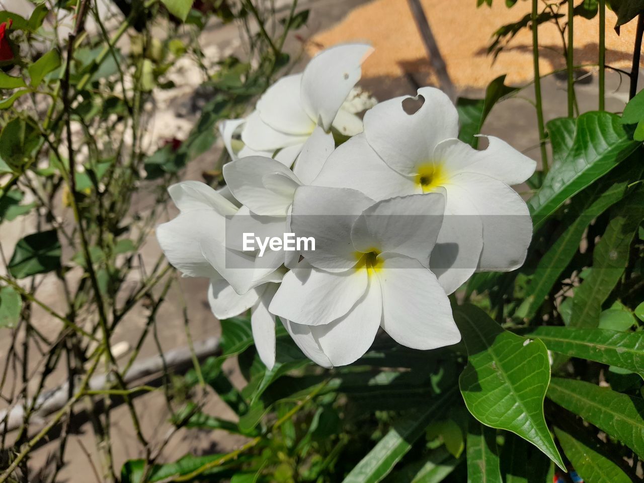 plant, flower, flowering plant, freshness, beauty in nature, petal, fragility, flower head, inflorescence, growth, white, close-up, nature, leaf, plant part, no people, focus on foreground, blossom, springtime, botany, outdoors, day, pollen