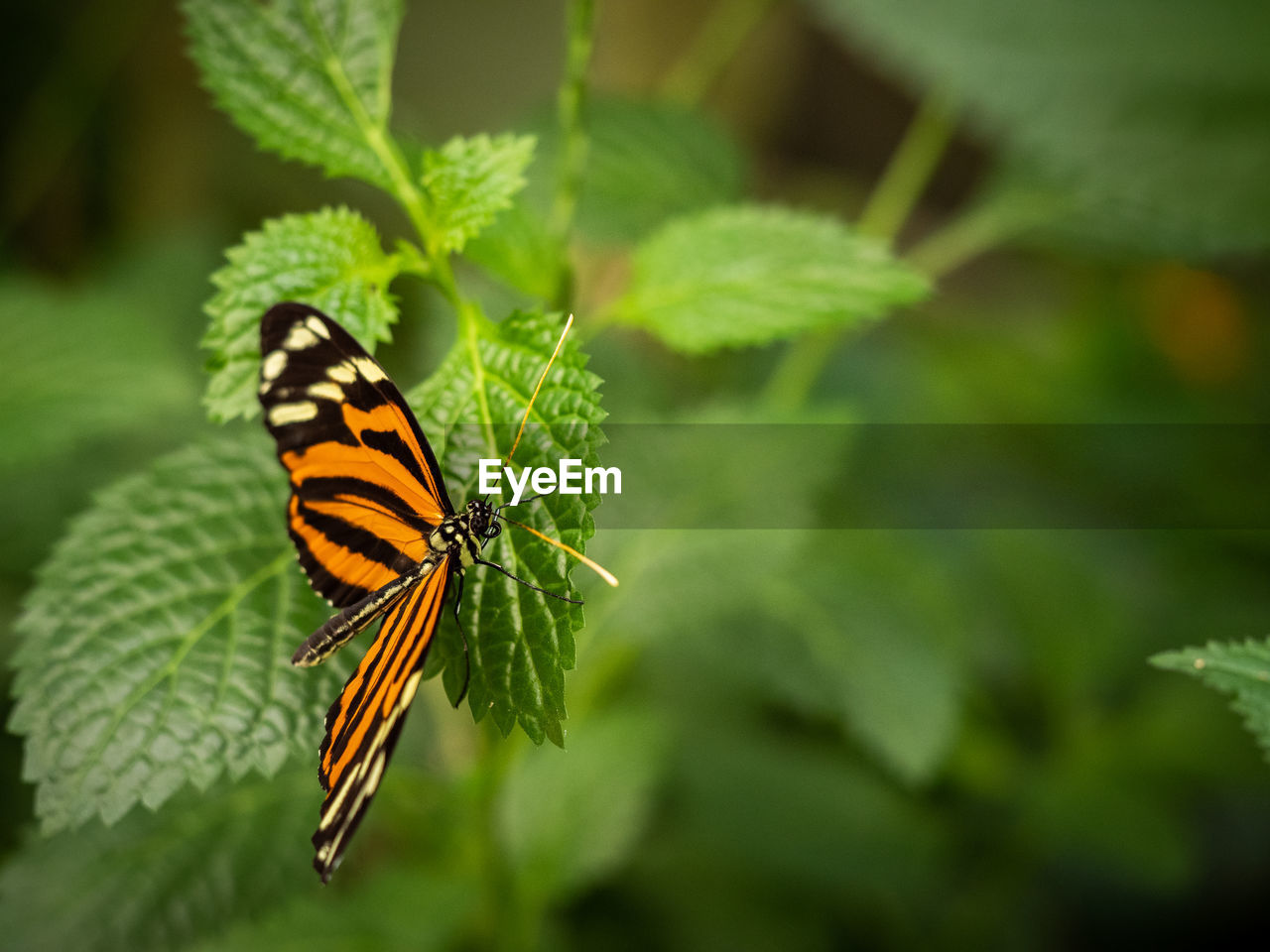 CLOSE-UP OF BUTTERFLY ON PLANT