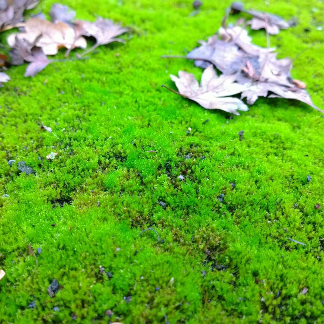 High angle view of dry leaves on green moss