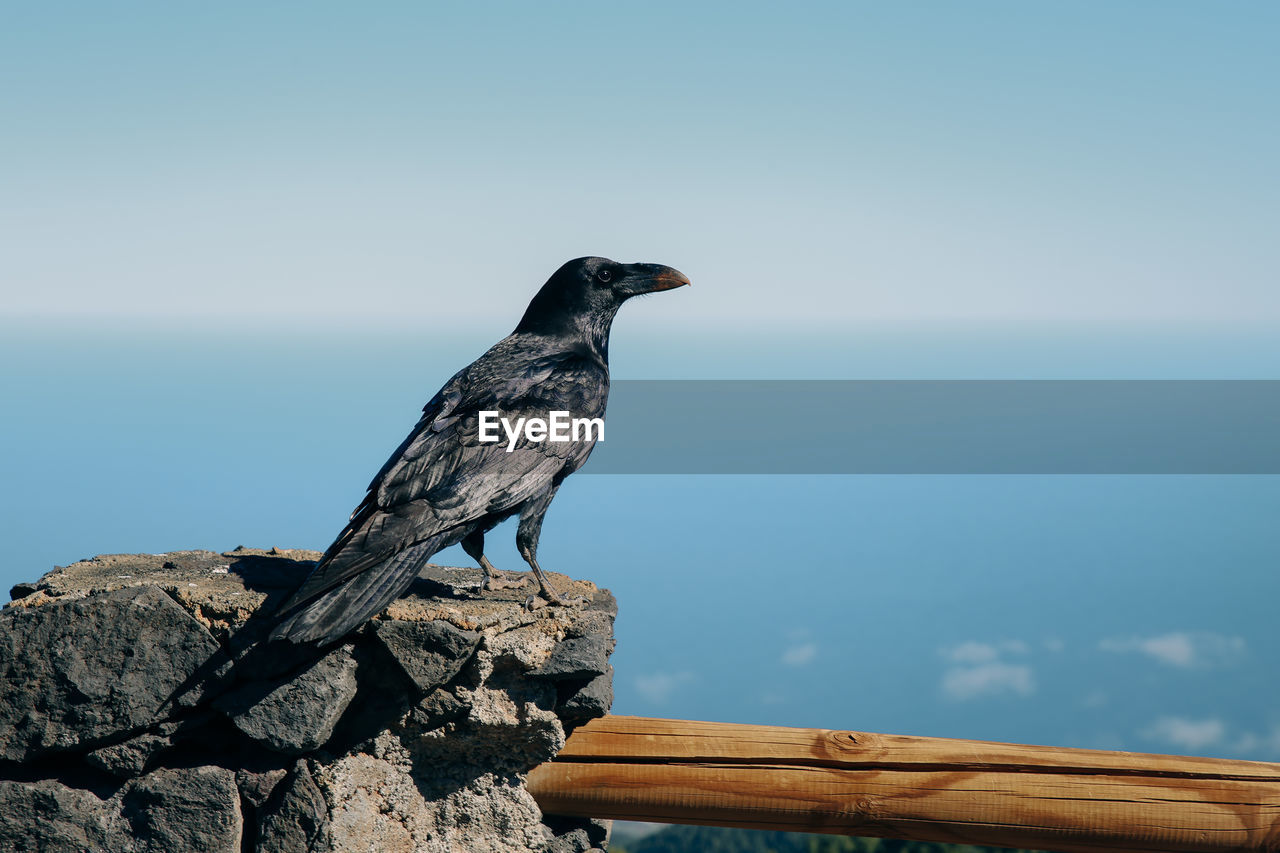 The wild raven on a rock against the sea