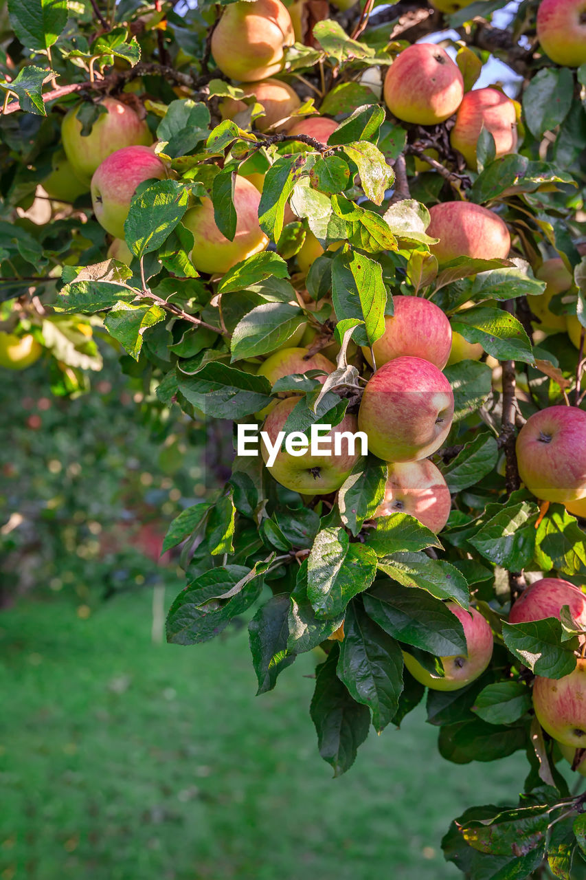 Large harvest of apples. the branch is strewn with close-up of red apples.