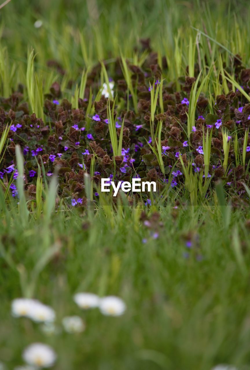 PURPLE WILDFLOWERS BLOOMING IN FIELD