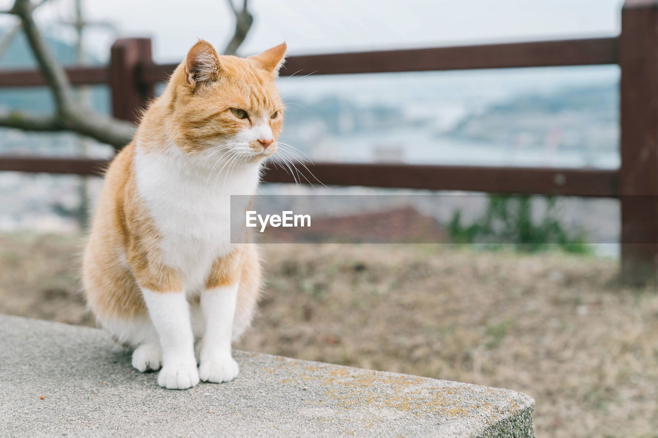 Cat in onomichi city, hiroshima, japan