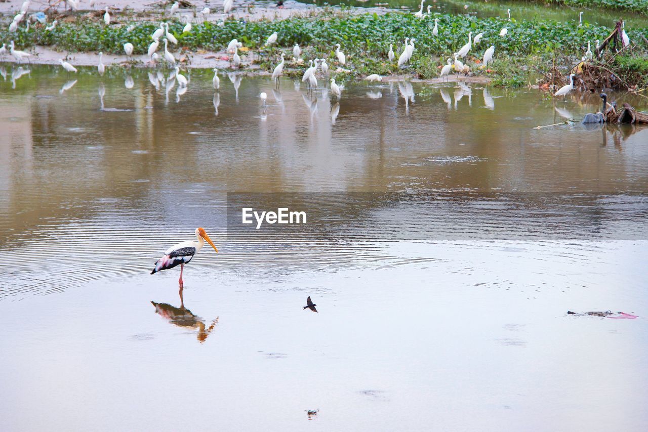 DUCKS SWIMMING ON LAKE