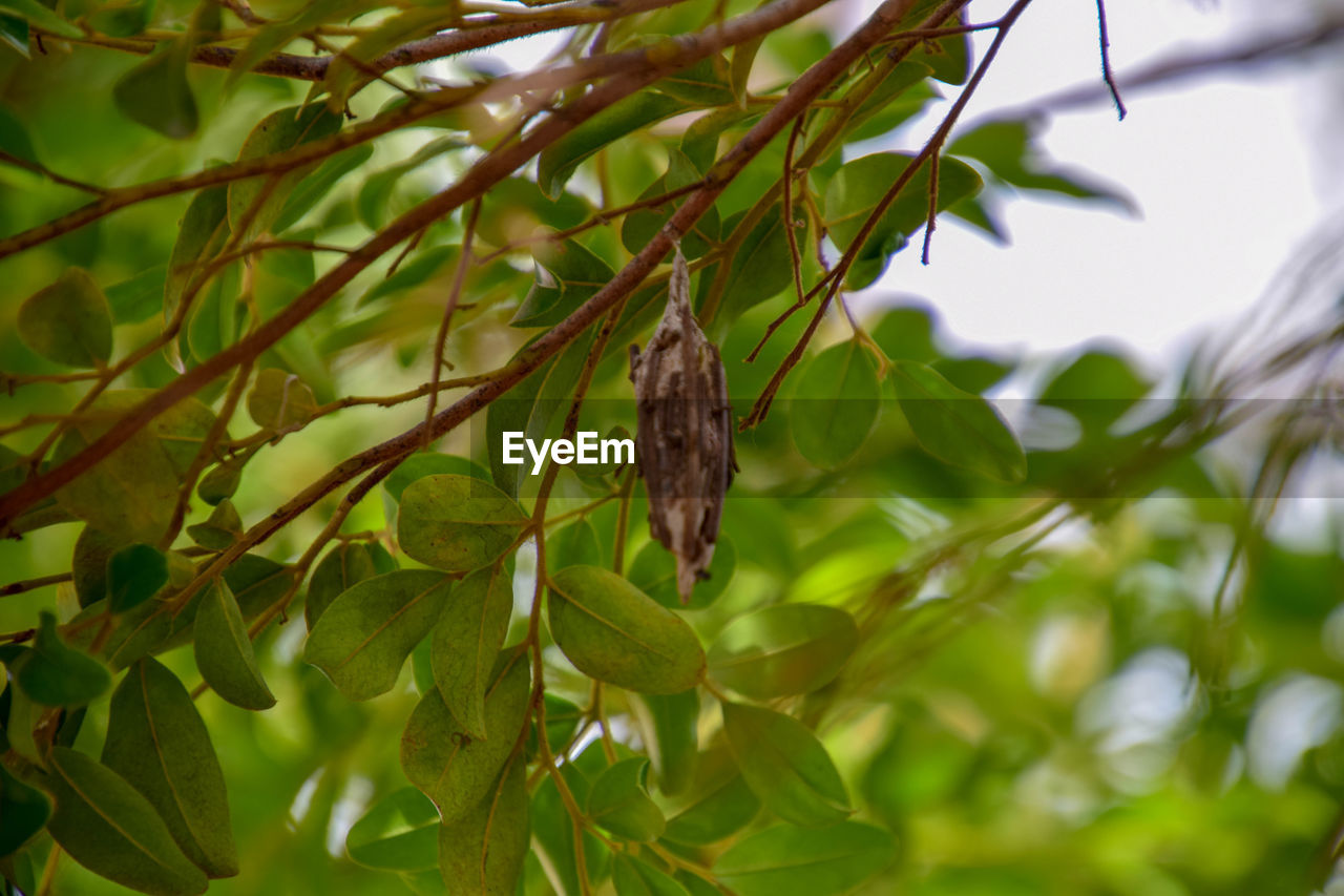 CLOSE-UP OF GREEN LEAVES