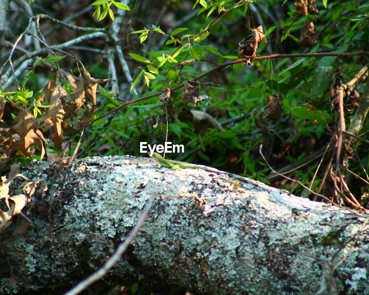 MOSS GROWING ON TREE TRUNK IN FOREST