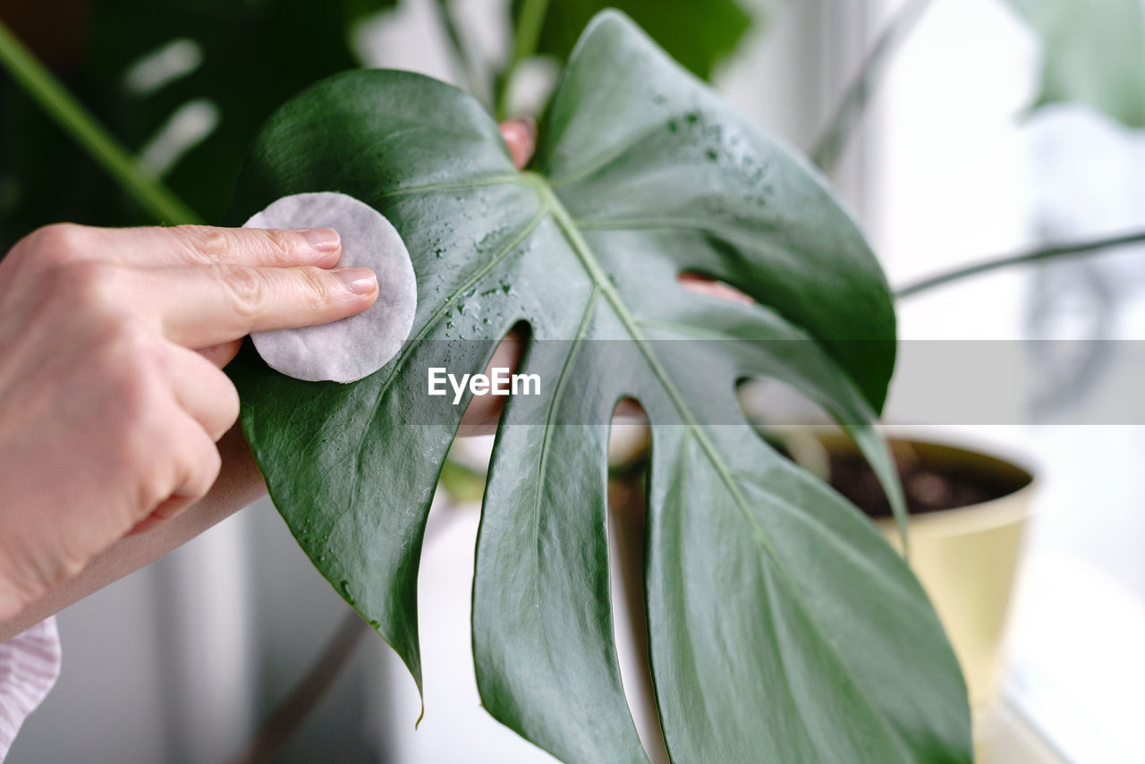 Woman hands wiping the dust from houseplant leaves, taking care of plant monstera using a cotton pad