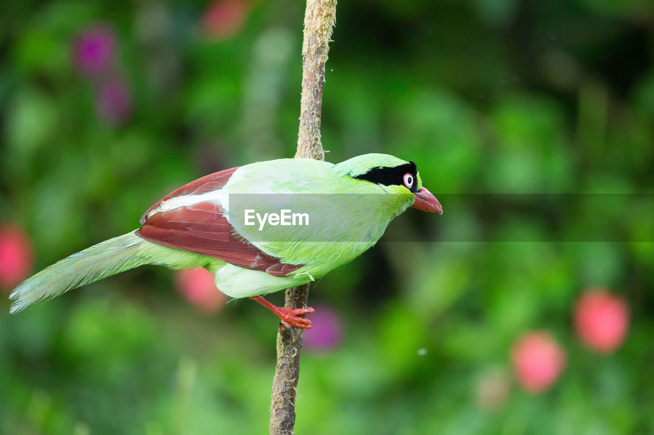 CLOSE-UP OF BIRD PERCHING ON A LEAF