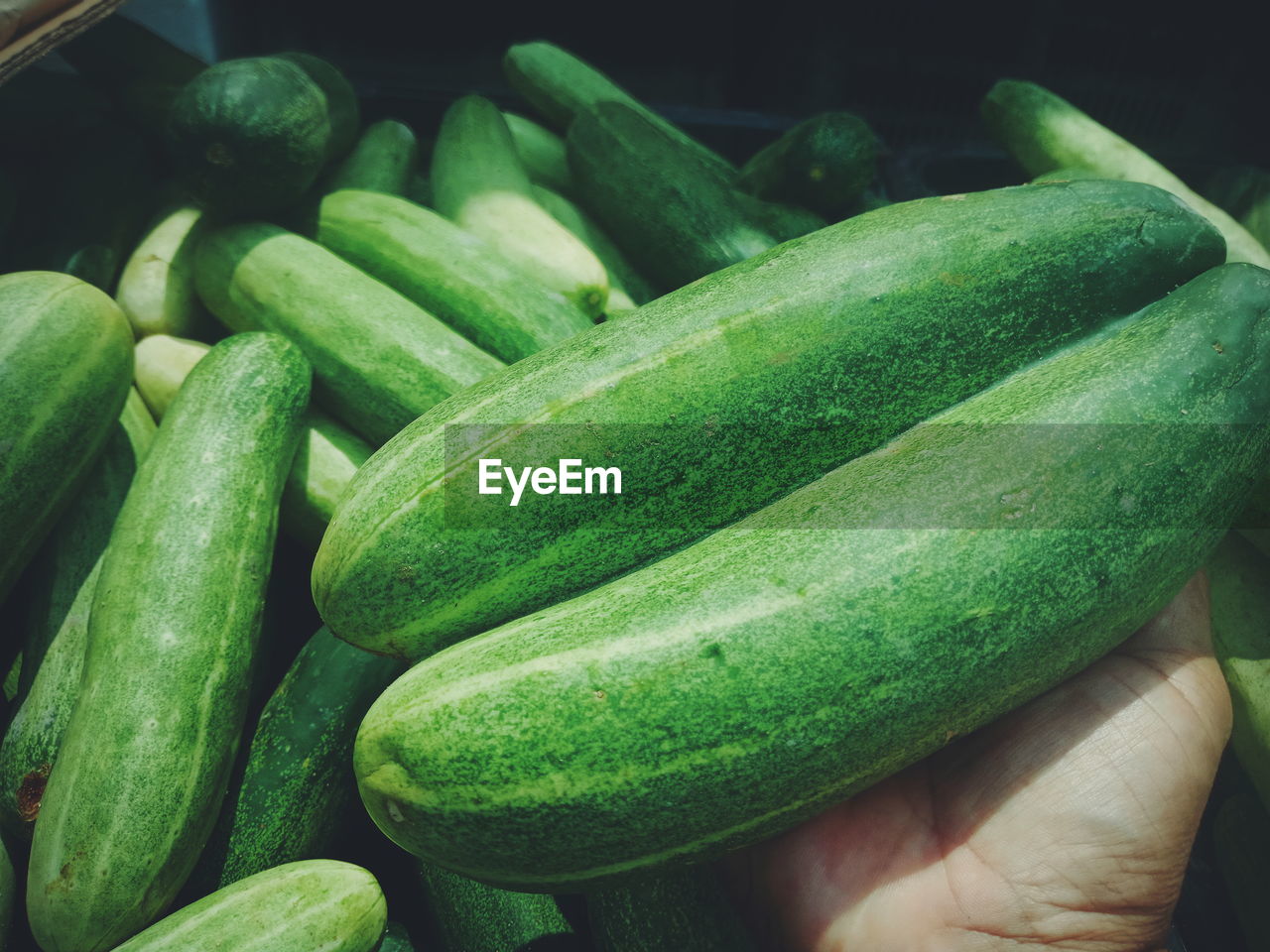 Close-up of hand holding vegetables