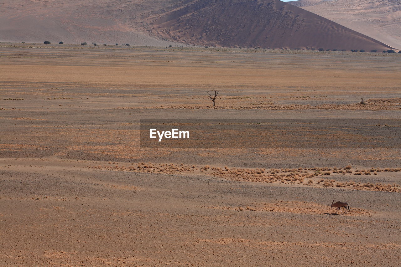 Scenic view of oryx in namib desert, africa