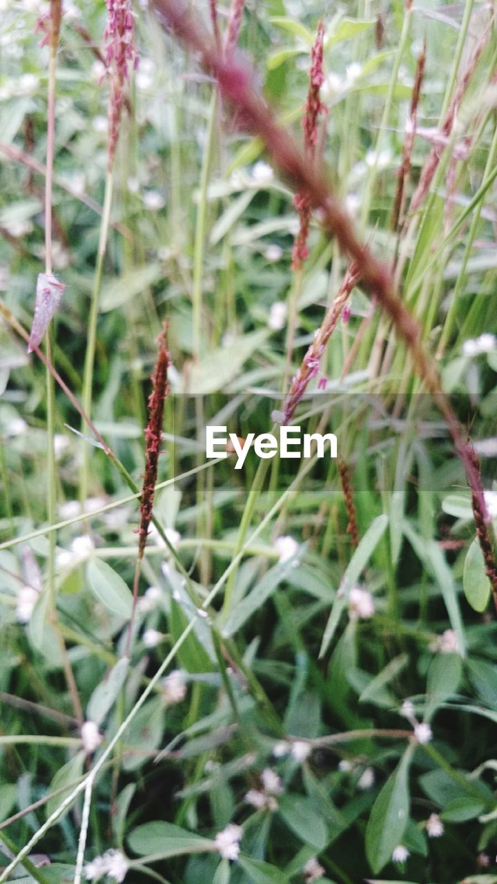 Close-up of plants growing on field