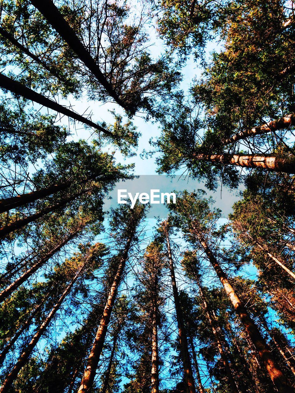 Low angle view of trees against sky