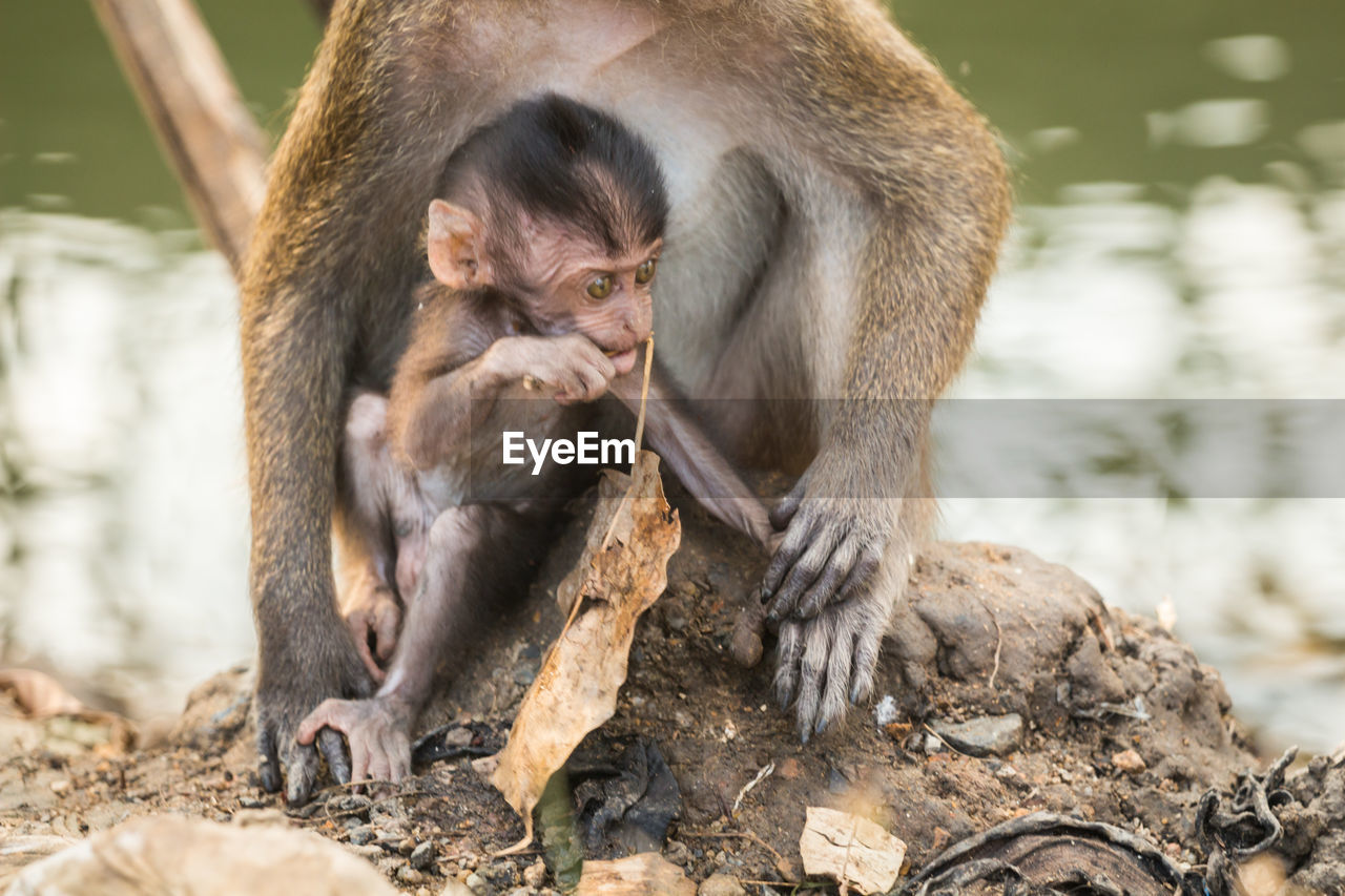 Close-up of long-tailed macaque with infant on rock at zoo