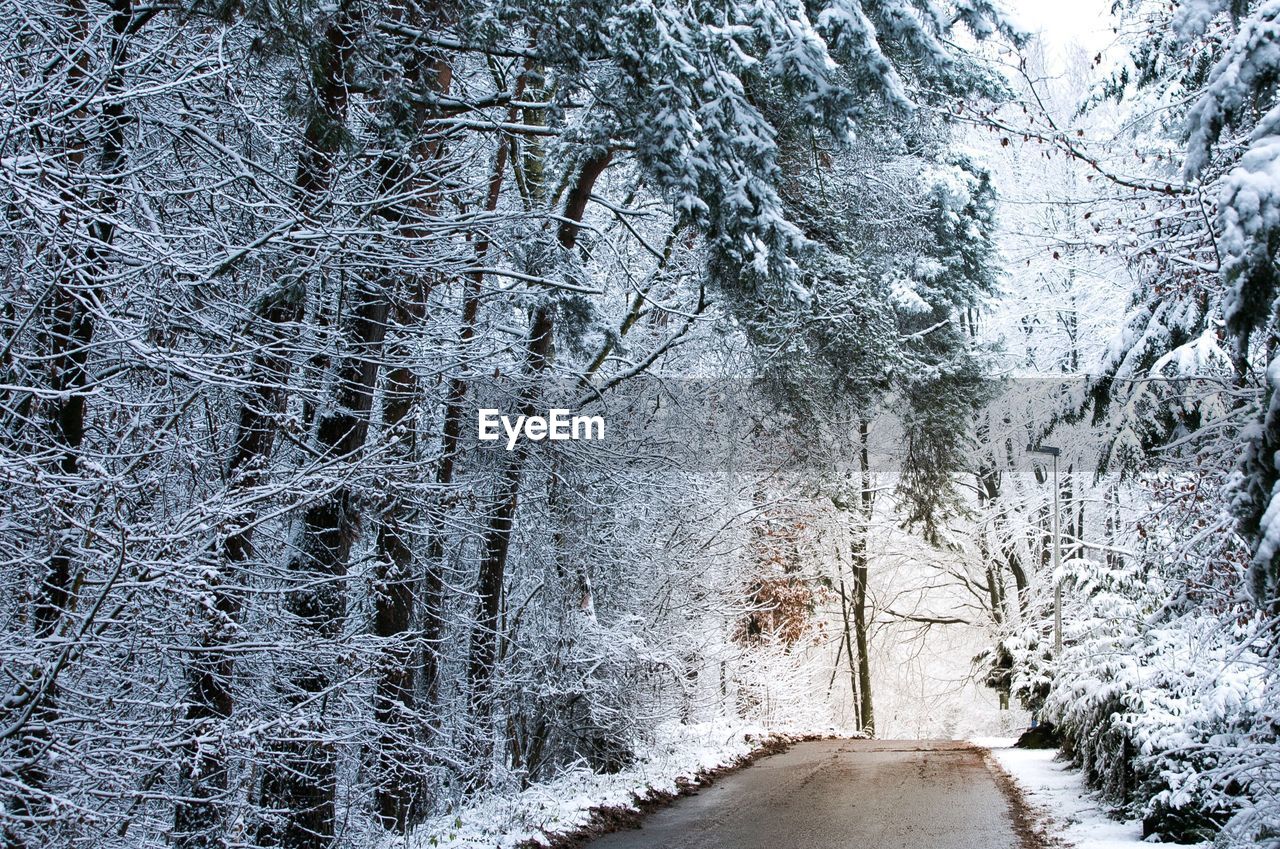 Road amidst trees during winter