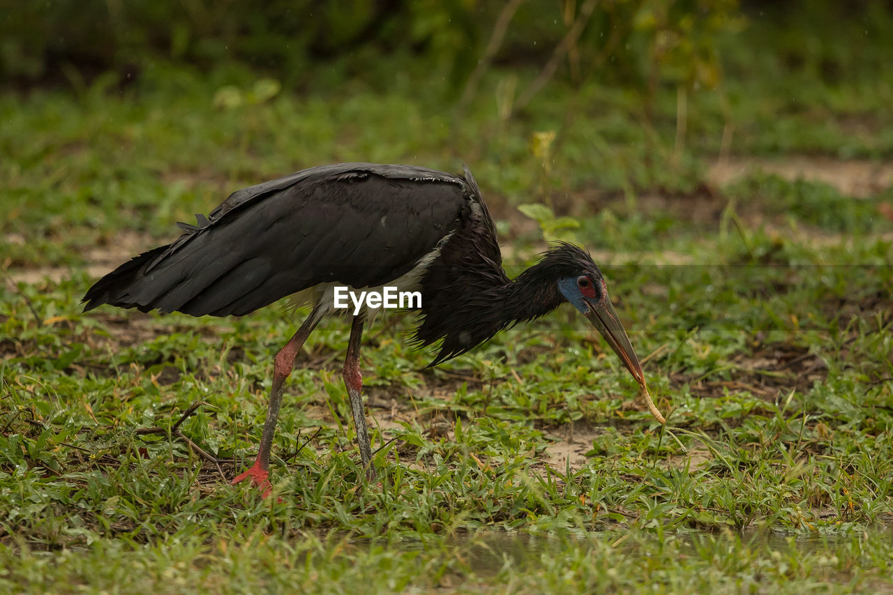 SIDE VIEW OF A BIRD ON LAND