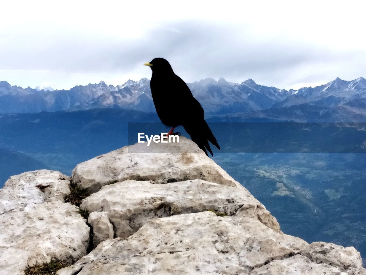 BIRD PERCHING ON ROCK AGAINST MOUNTAIN