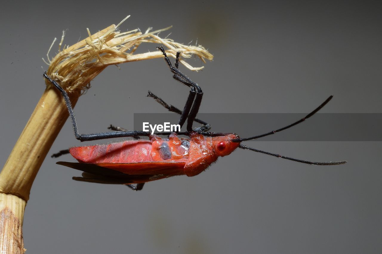 Close-up of insect