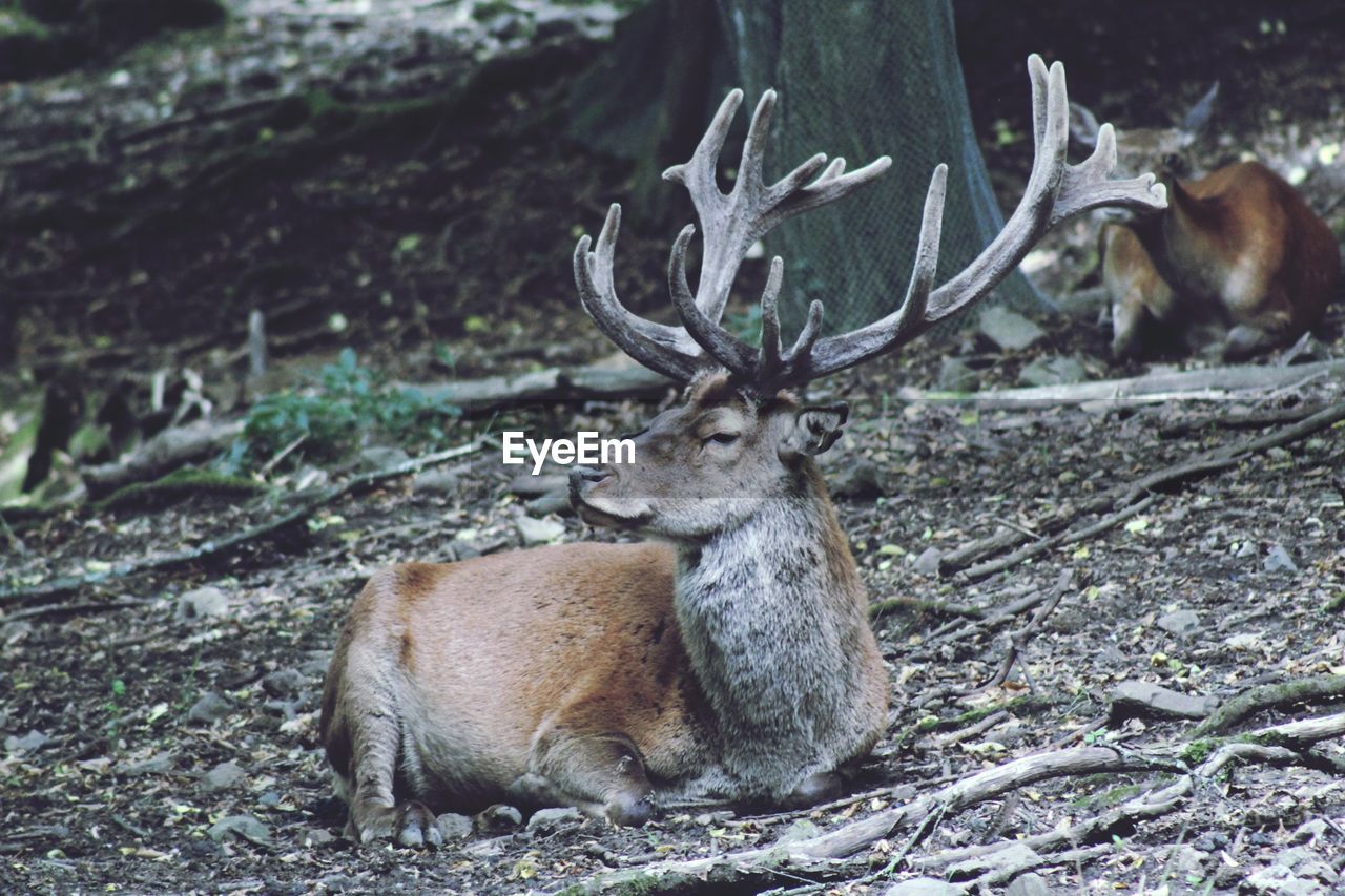 Stag sitting on ground