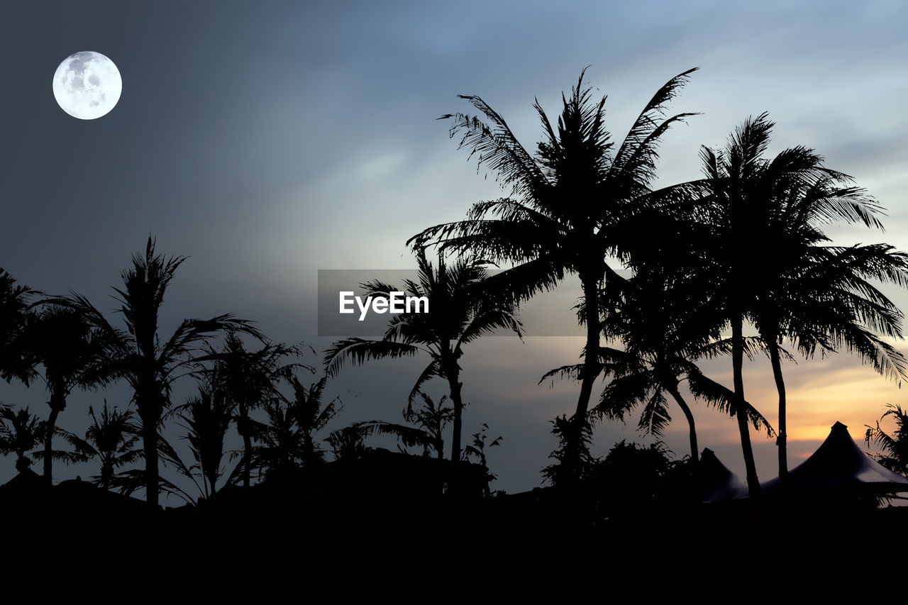 SILHOUETTE OF COCONUT PALM TREE AGAINST SKY AT NIGHT