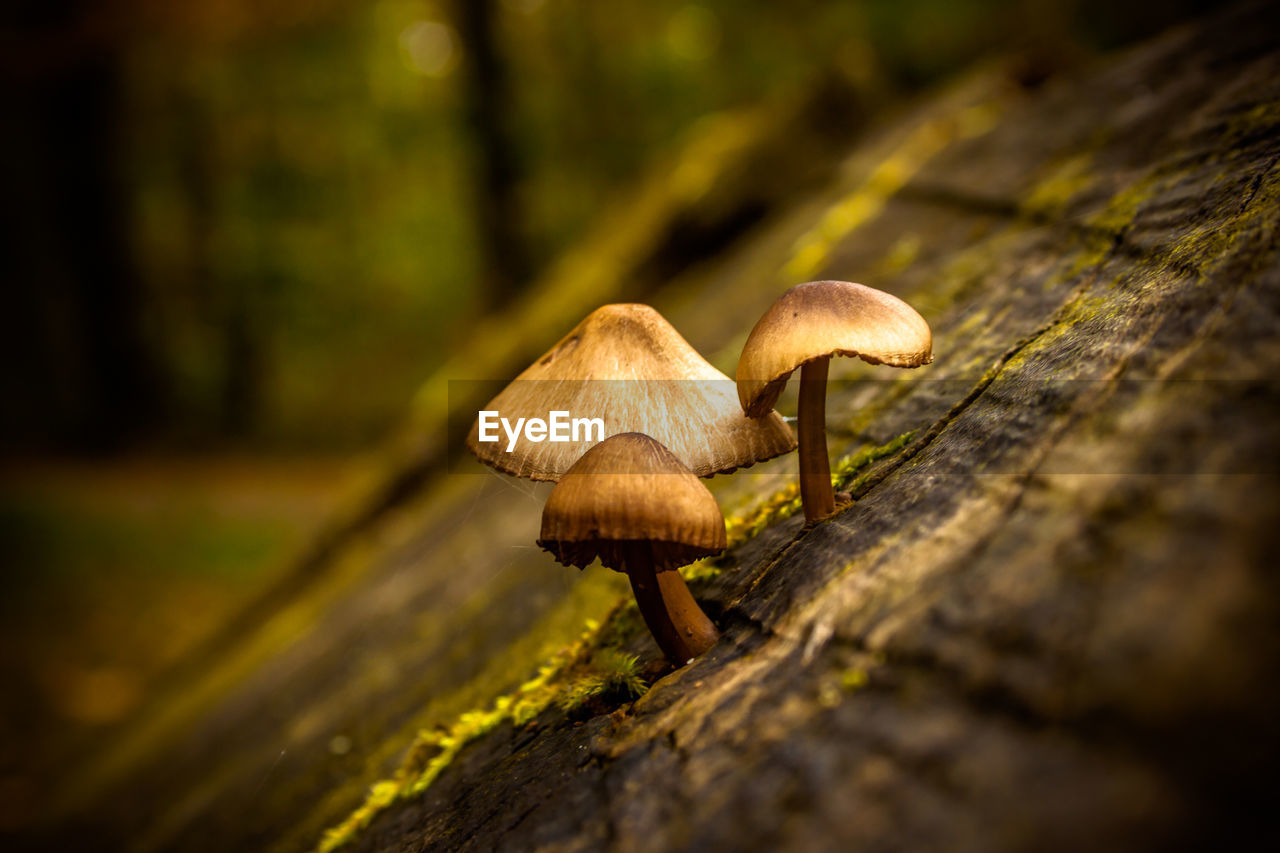 Close-up of mushrooms growing on wood