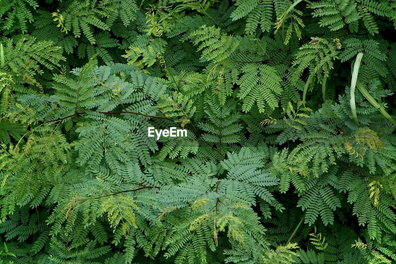 High angle view of fern leaves on tree