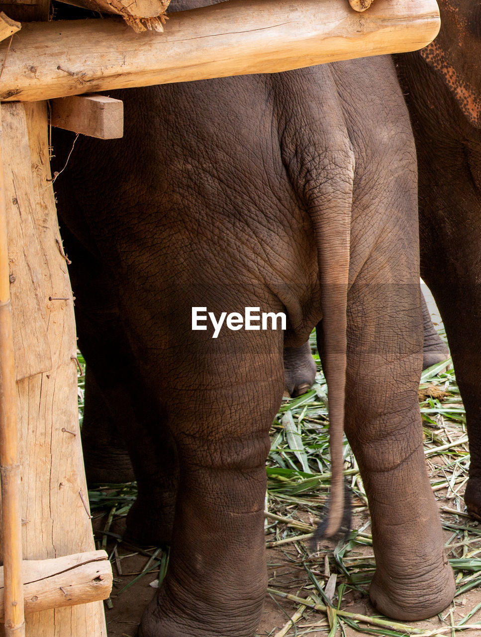 View of elephant in zoo