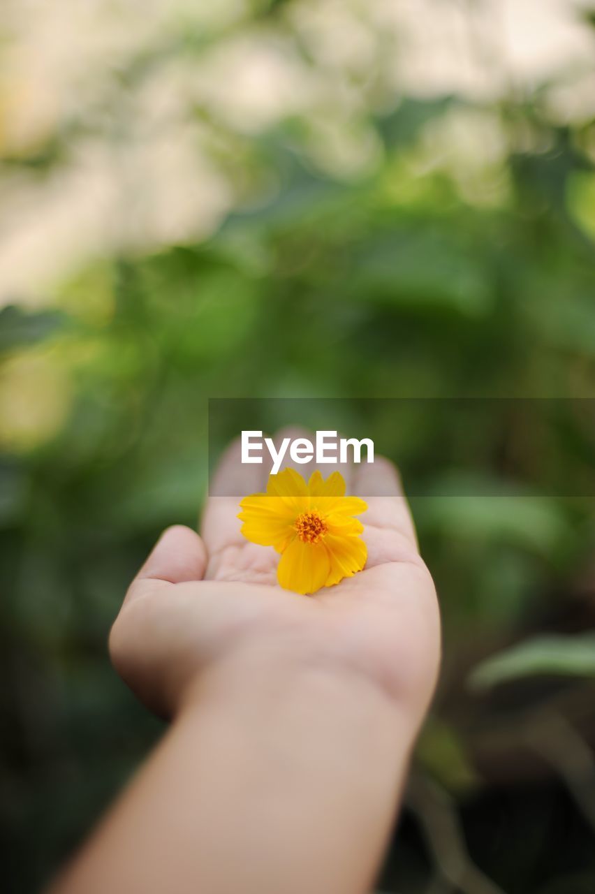 Close-up of hand holding yellow flower