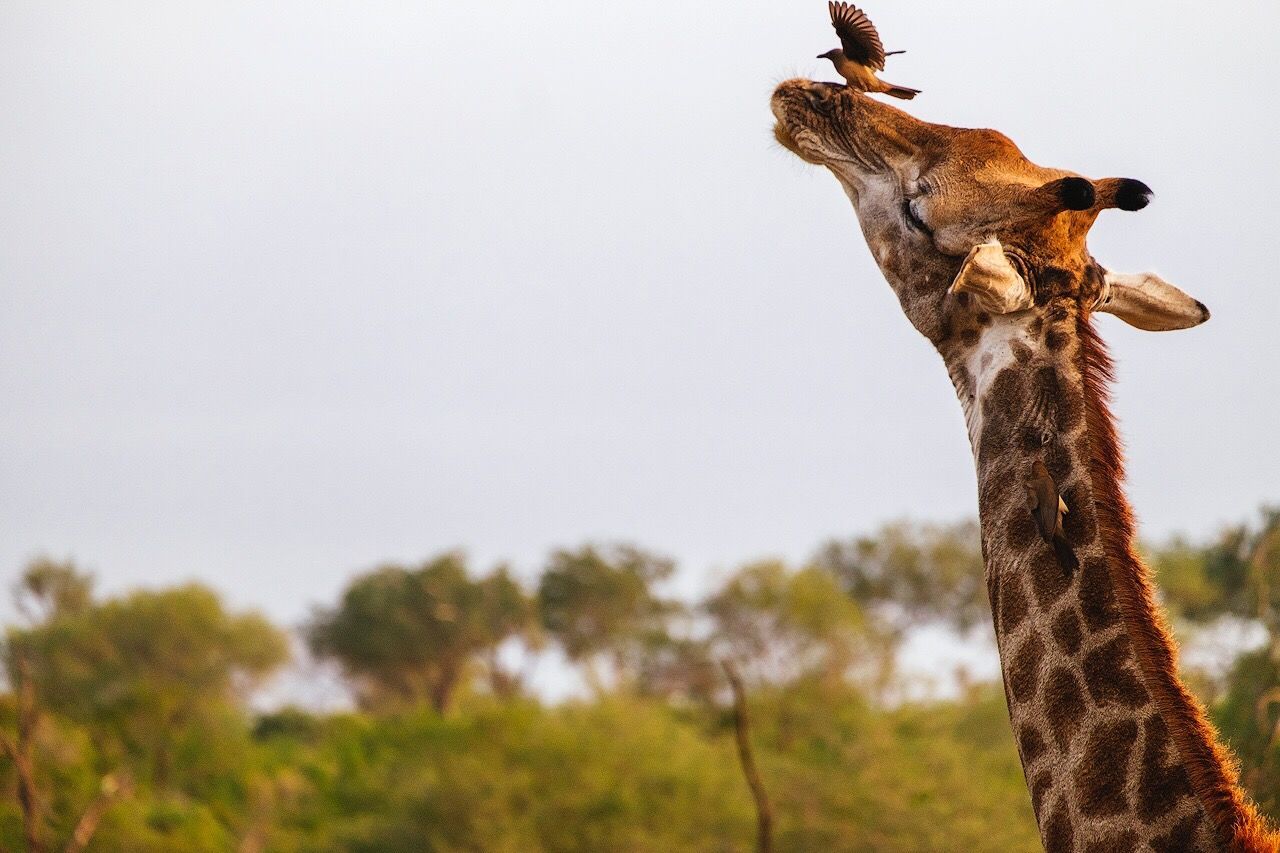 Close-up of bird perching on giraffe