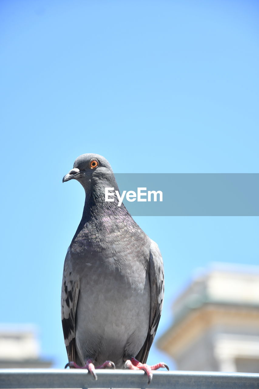 CLOSE-UP OF PIGEON PERCHING ON A WALL